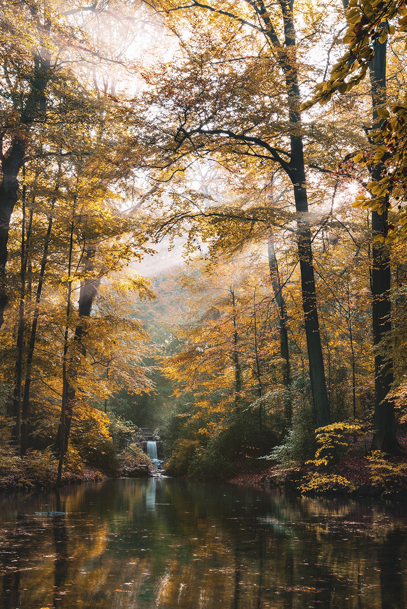 Shinrin-yoku: A Case for Forest Bathing